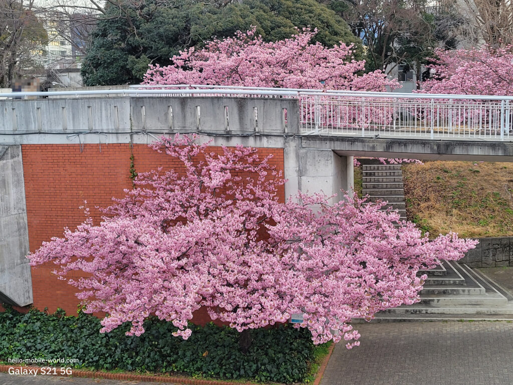 Galaxy S21 5G 香貫公園の桜