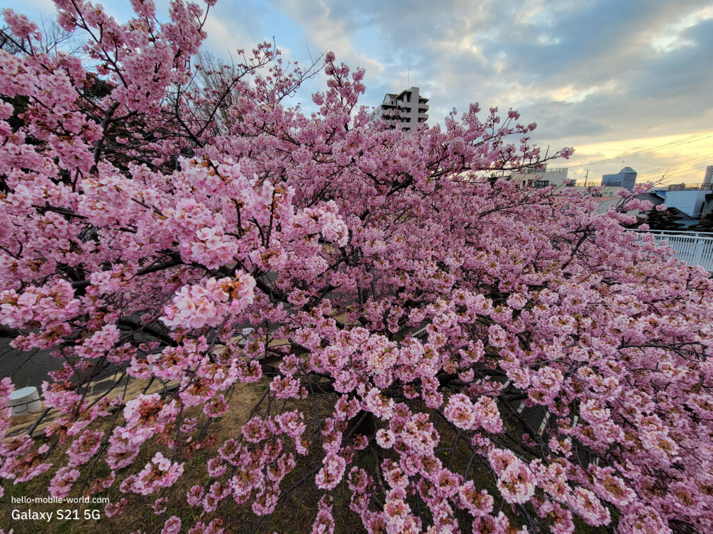 Galaxy S21 5G 香貫公園の桜