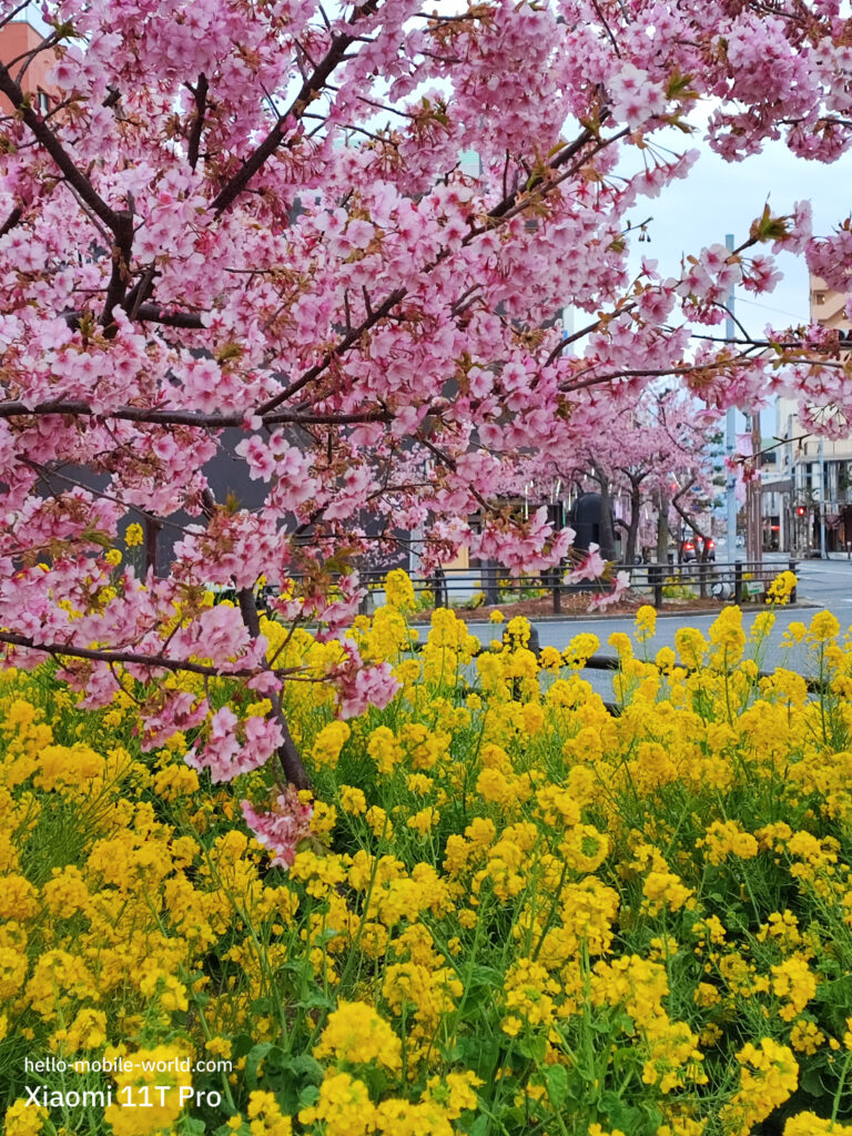 Xiaomi 11T Proで春景色の撮影